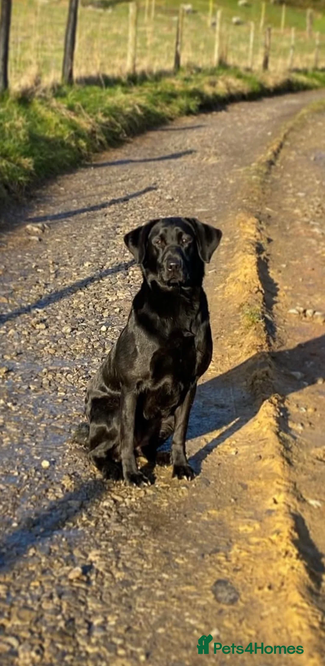 Labrador Retriever dogs for sale: Stunning Black and Yellow Labrador Pups Available - Advert 16