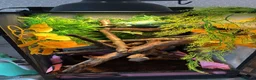 Chameleon reptiles for sale: Nosy B Cameleon - Advert 7
