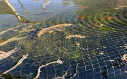Koi Carp fish for sale: mixed koa - Image 5