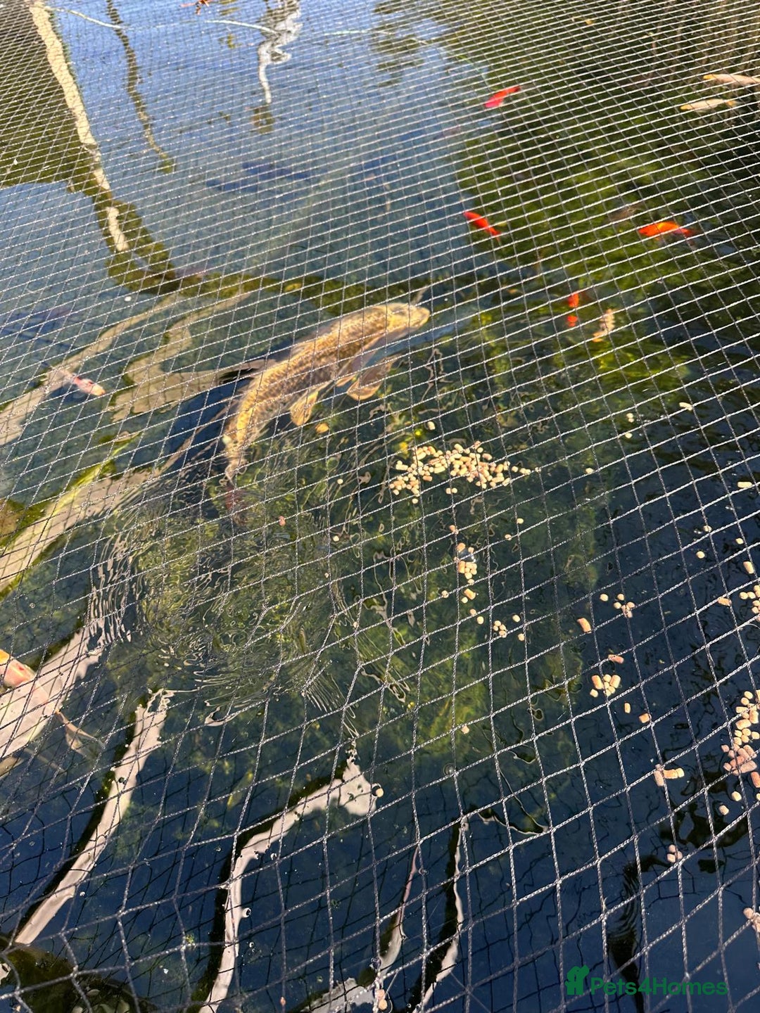Koi Carp fish for sale: mixed koa - Image 5