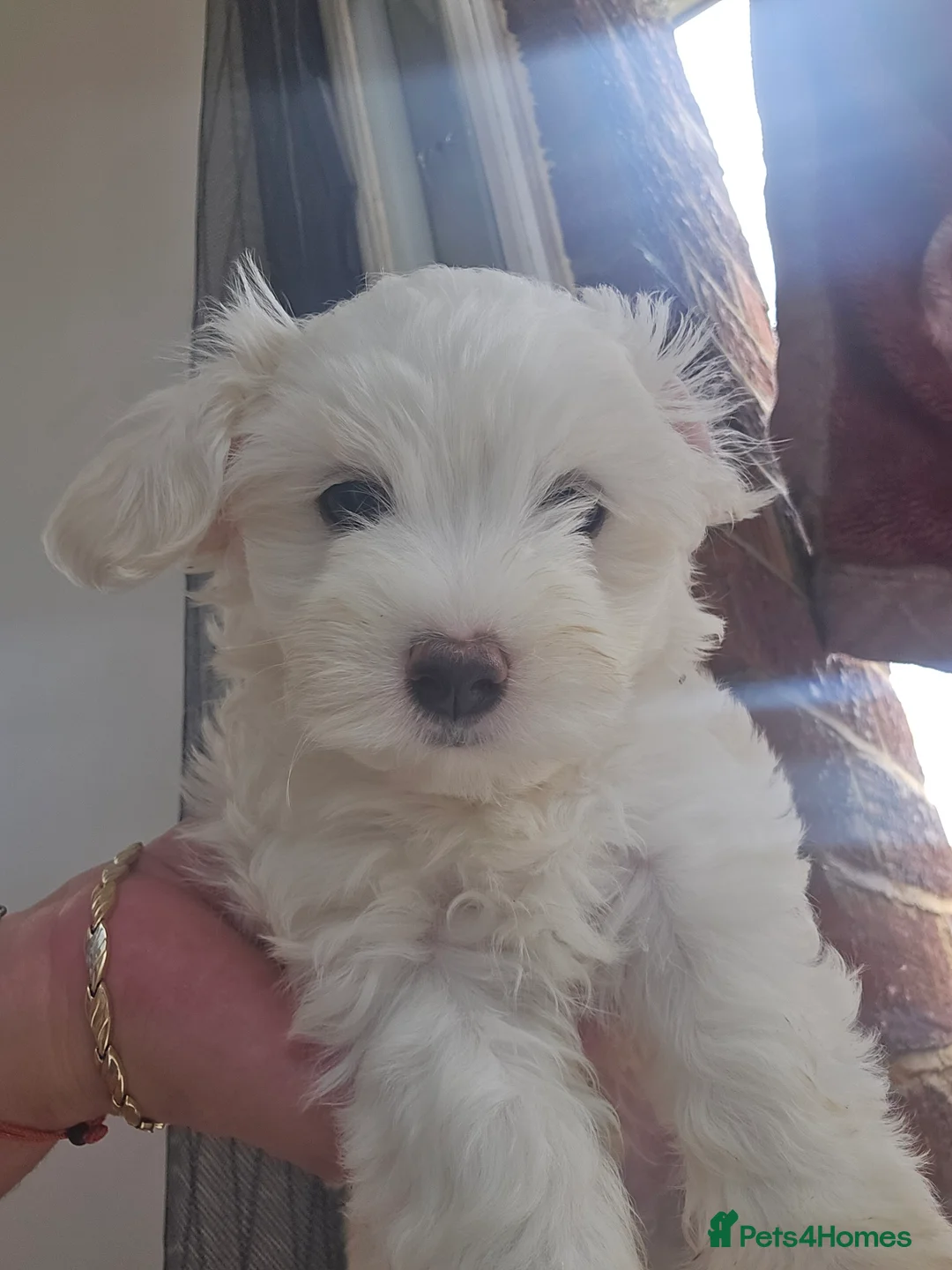 Mixed Breed dogs for sale: Adorable Puppies Available – 3 Boys & 1 Girl in London - Advert 2