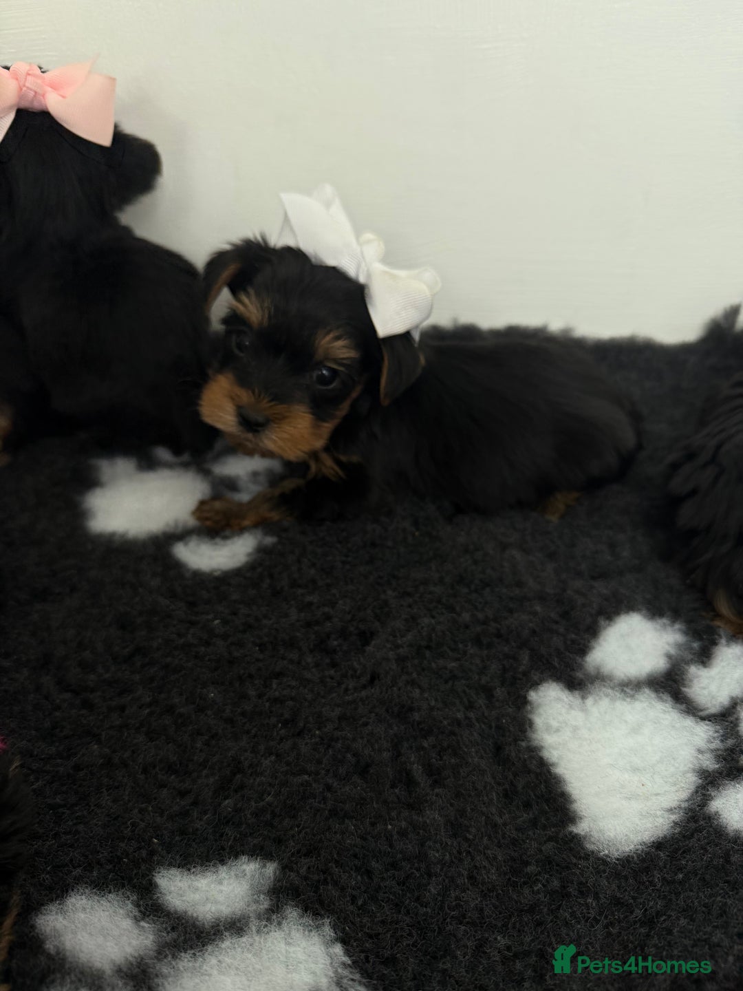 Yorkshire Terrier dogs for sale: Yorkshire Terrier Puppy 5 - 6 beautiful Yorkshire terriers  - Image 33