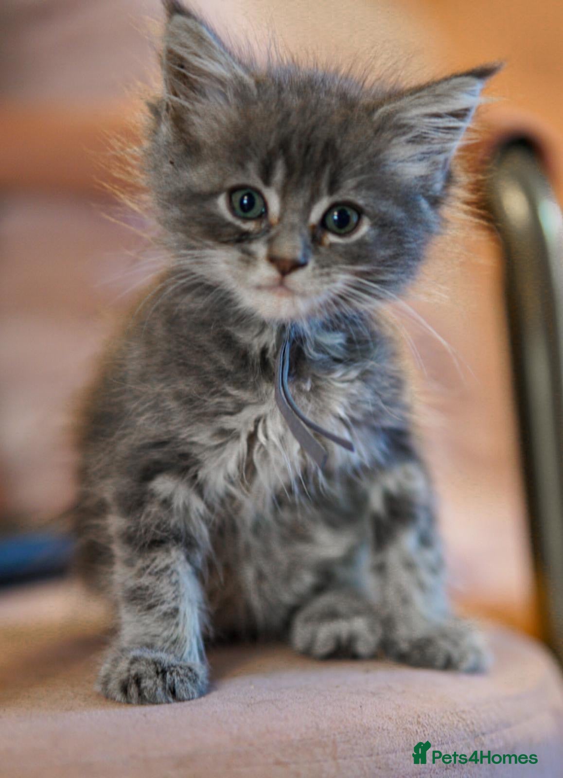 Maine Coon cats Gorgeous full breed Mainecoon kittens ready July  - Advert 2