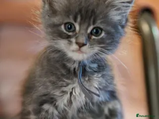 Maine Coon cats Gorgeous full breed Mainecoon kittens ready July - Advert 2