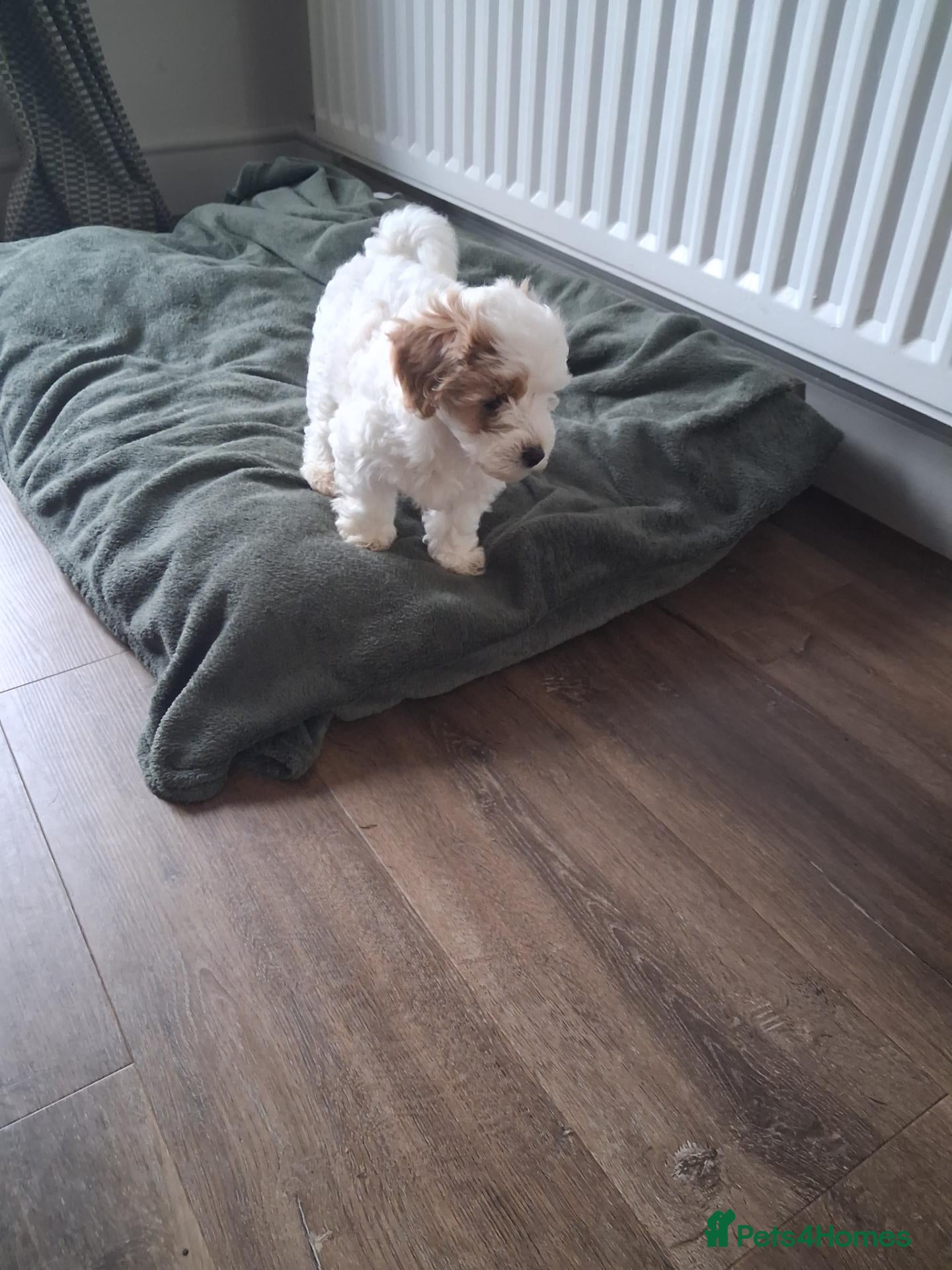 Maltipoo dogs Stunning Maltipoo Puppy - Advert 10