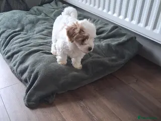 Maltipoo dogs Stunning Maltipoo Puppy - Advert 10