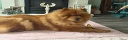 Chow Chow dogs for sale: Chow chow female  - Advert 8