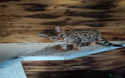Bengal cats for sale: G5 pure Bengal kitten - Image 2