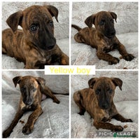 Mixed Breed dogs Pharaoh hound x blue whippet .last of the litter - Advert 5