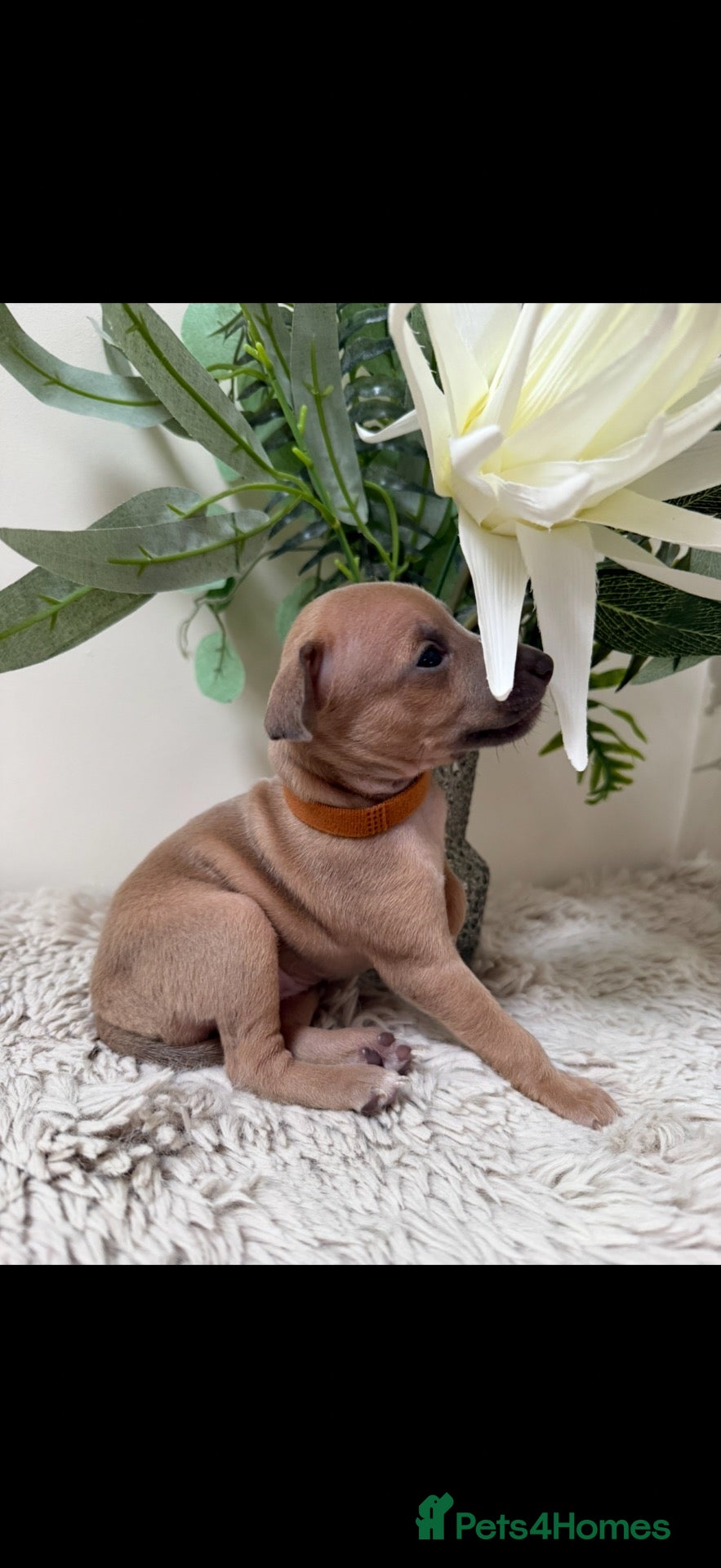Italian Greyhound dogs 4 beautiful KC registered puppies 🐾🩵🩷 - Advert 1