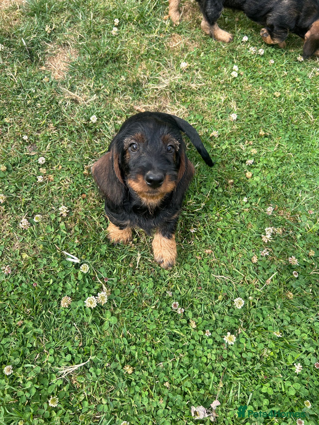Dachshund dogs for sale: Beautiful KC registered wire haired Dachshunds in Bridgnorth - Image 3