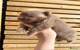 Pomeranian dogs for sale: outstanding true to typ pomeranian puppy's  - Image 7