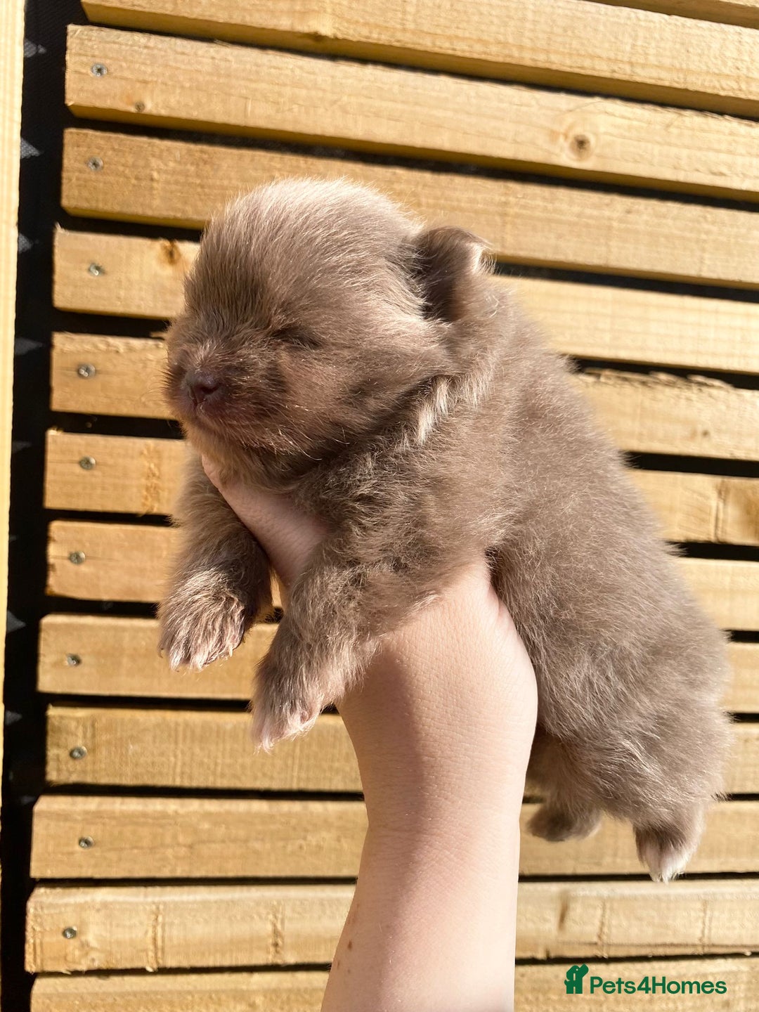 Pomeranian dogs for sale: outstanding true to typ pomeranian puppy's  - Image 7
