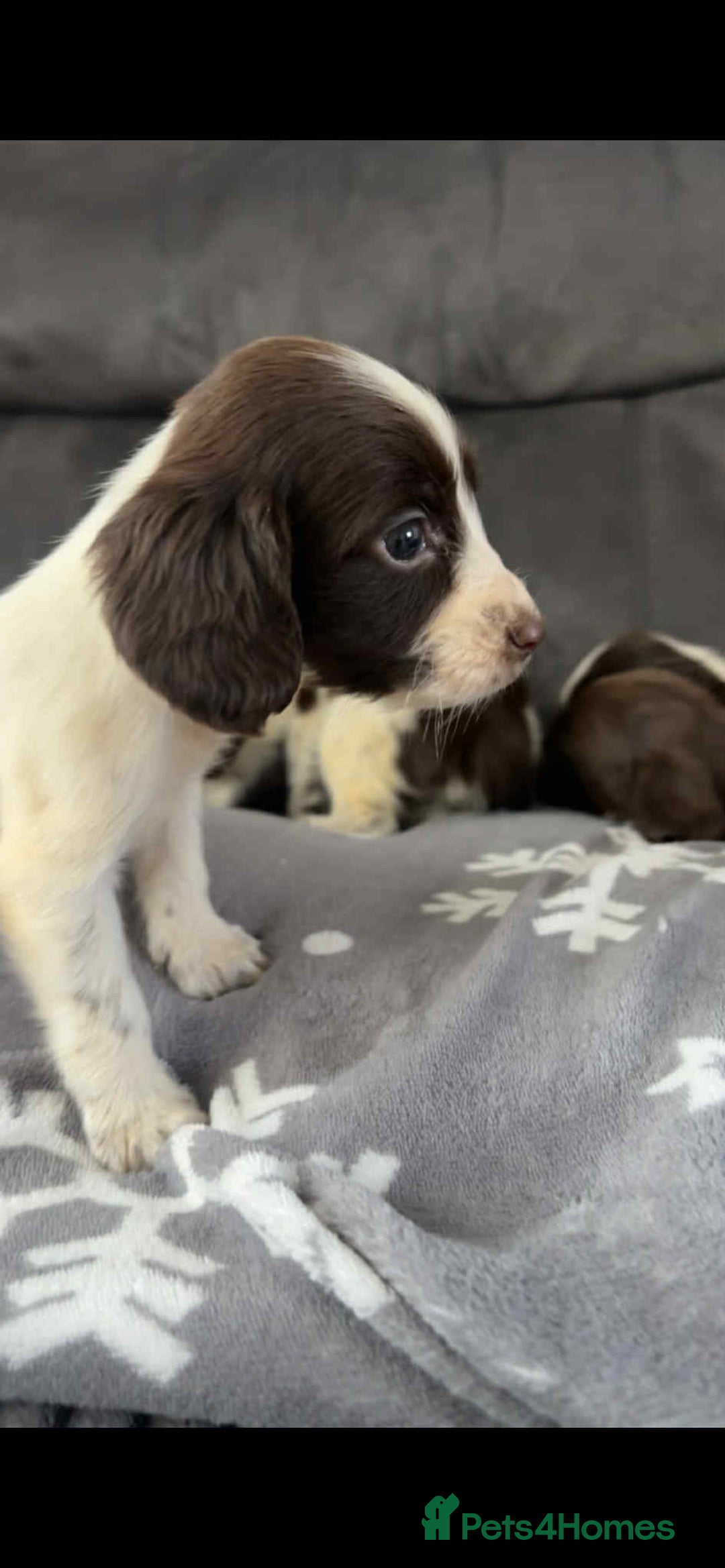 Cocker Spaniel dogs for sale: Cocker Spaniel Puppy’s  - Image 17