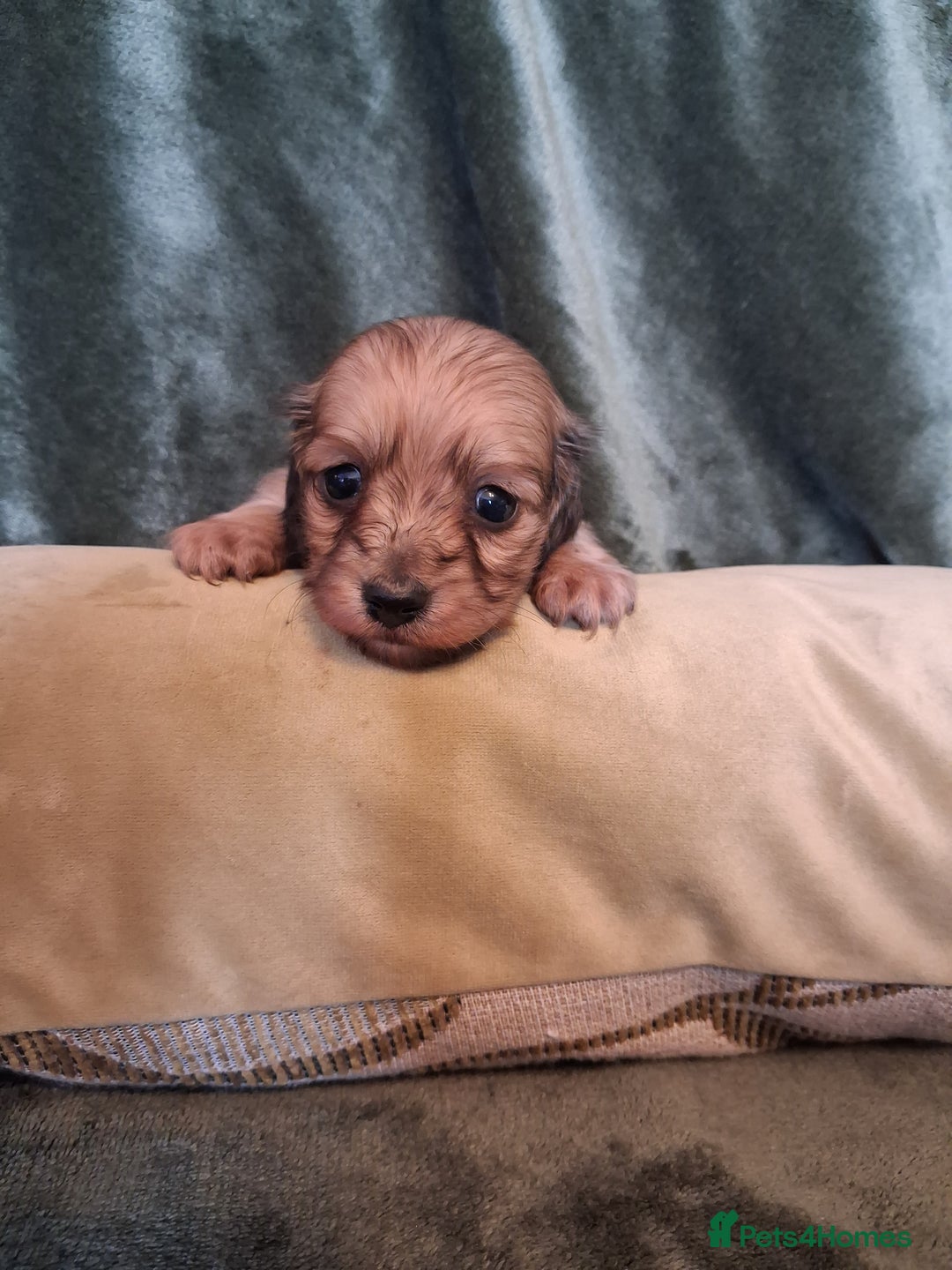 Miniature Dachshund dogs for sale: KC LONGHAIRED MINIATURE DACHSHUNDS  - Image 25