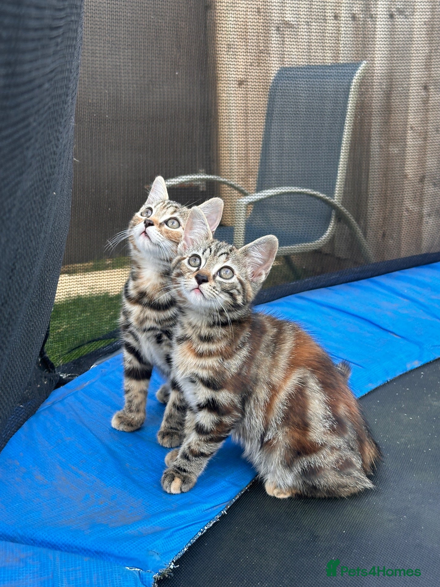 Mixed Breed cats Last 2 beautiful Bengal cross girls - Advert 15