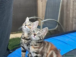 Mixed Breed cats Last 2 beautiful Bengal cross girls - Advert 15
