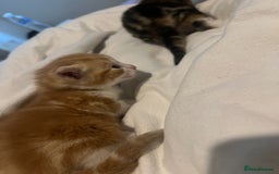 Mixed Breed cats for sale: 3 beautiful fluffy kittins  - Image 4