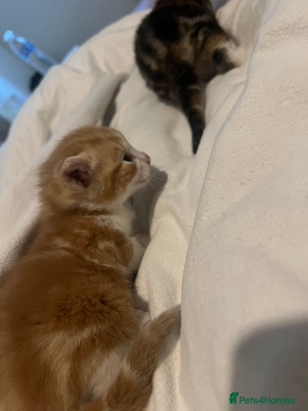 Mixed Breed cats for sale: 3 beautiful fluffy kittins  - Image 4