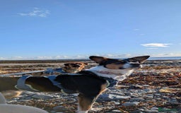 Mixed Breed dogs for adoption: SWEETPEA - A happy and confident girl.  - Image 2