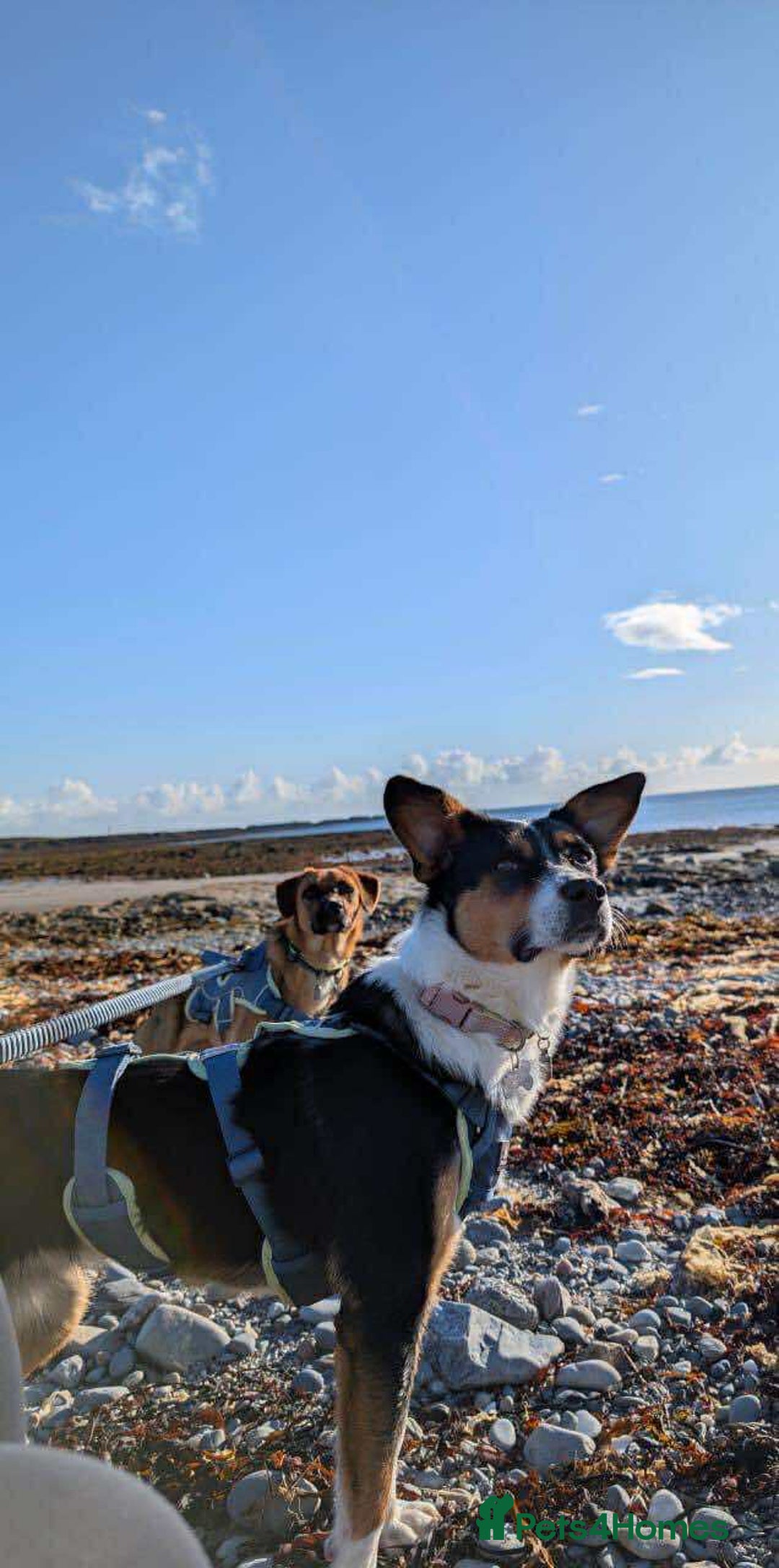 Mixed Breed dogs for adoption: SWEETPEA - A happy and confident girl.  - Image 2