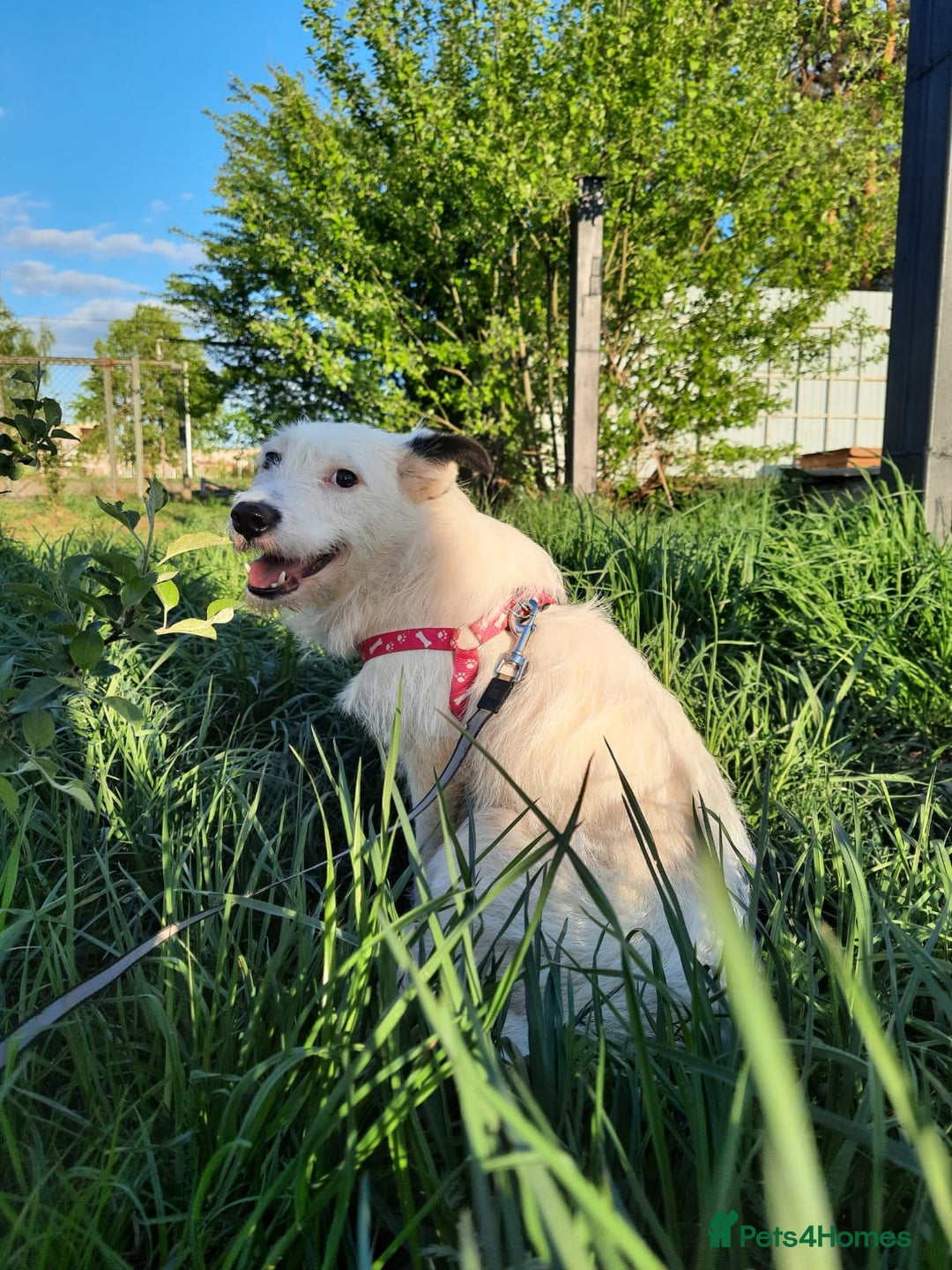 Mixed Breed dogs for adoption: 💖🐶 ATHENA 🐶💖 - Image 9