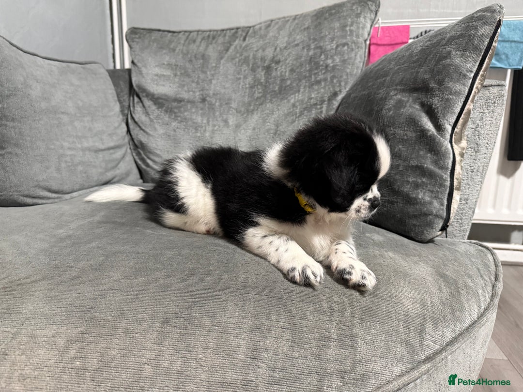 Mixed Breed dogs for sale: 2 Shihtzu cross Pomerania puppies  - Advert 5