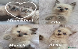 Siberian cats for sale: GCCF champion bloodline siberian nevas - Image 1