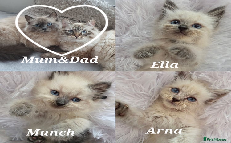 Siberian cats - Advert 1