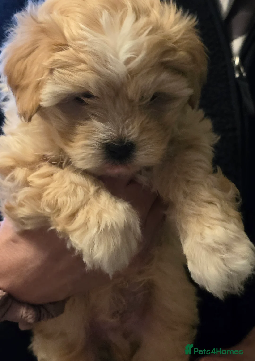 Maltipoo dogs for sale: Beautiful f1 korean maltipoo males - Advert 9