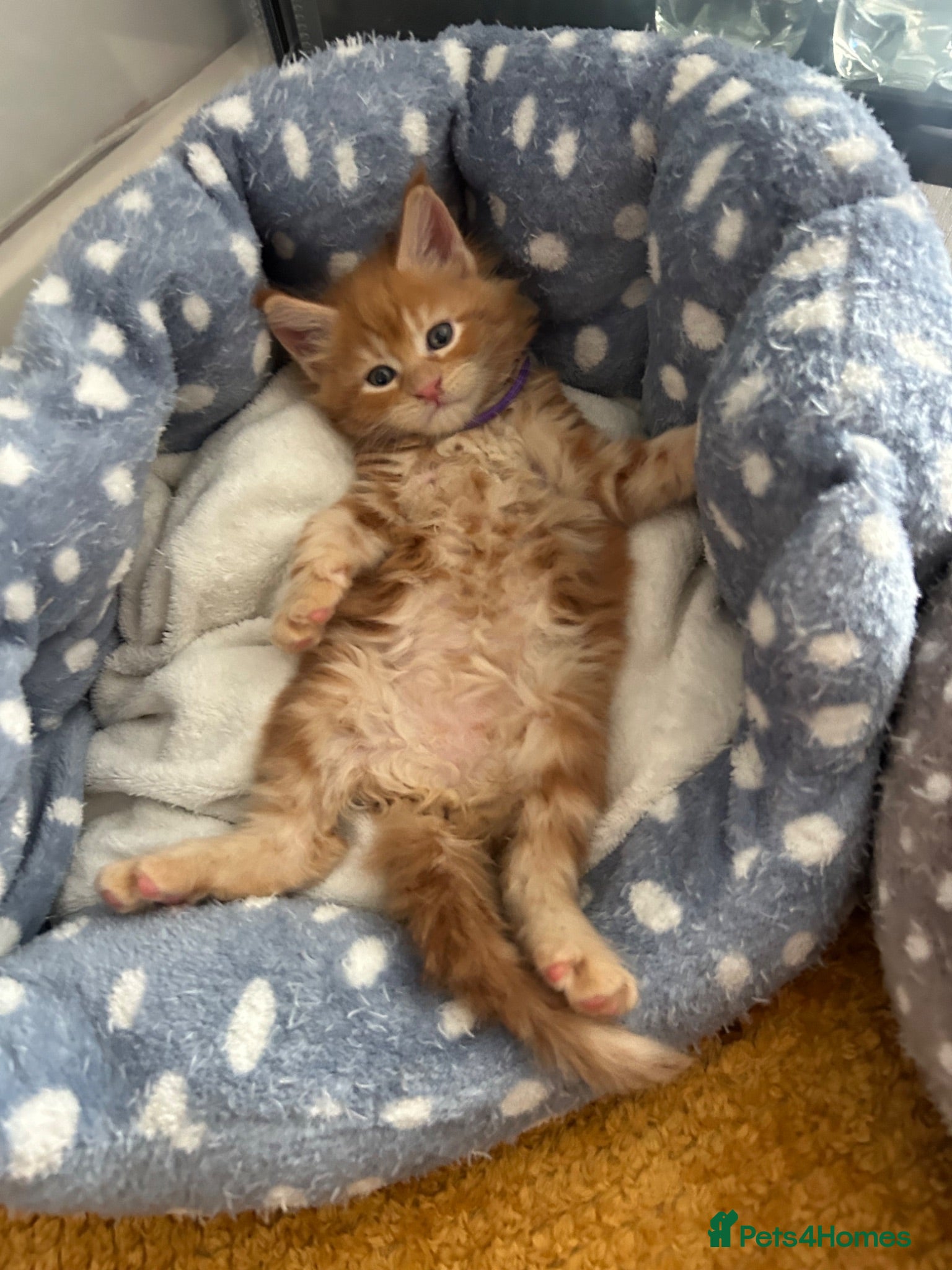Maine Coon cats Stunning Red Kittens TICA reg  - Advert 1
