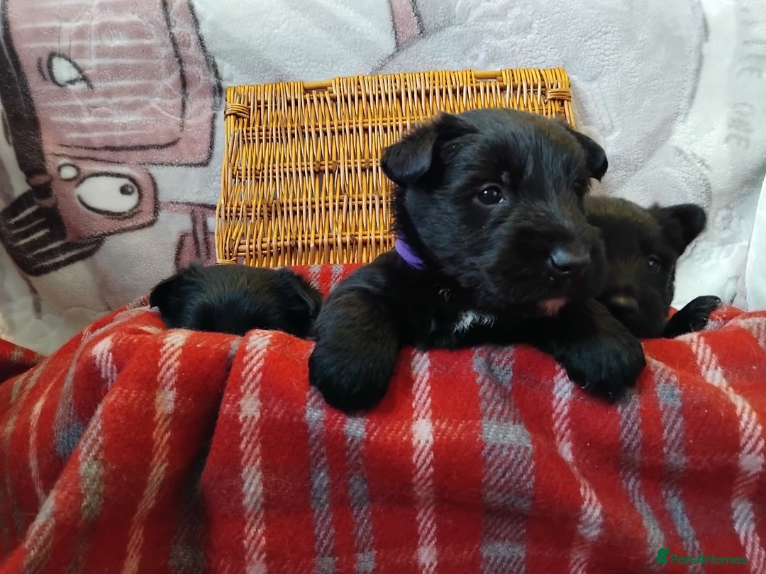 Scottish Terrier dogs for sale: Scottie terrier puppies - Advert 2