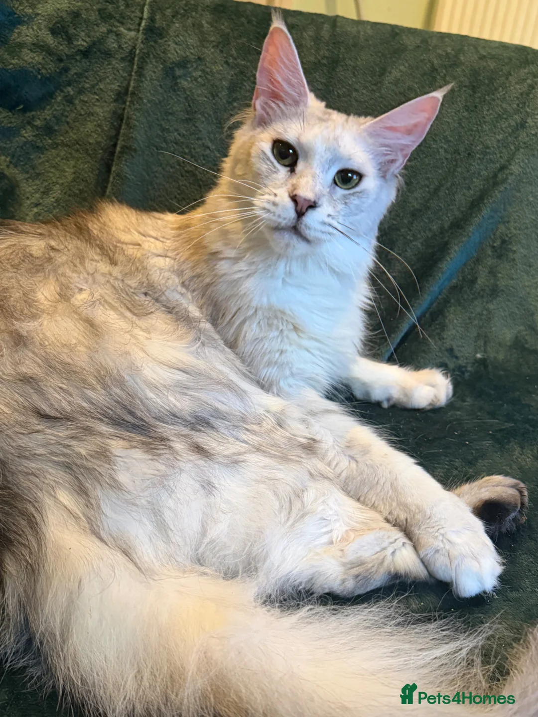 Maine Coon cats for sale: Pedigree little ginger boy - Advert 5