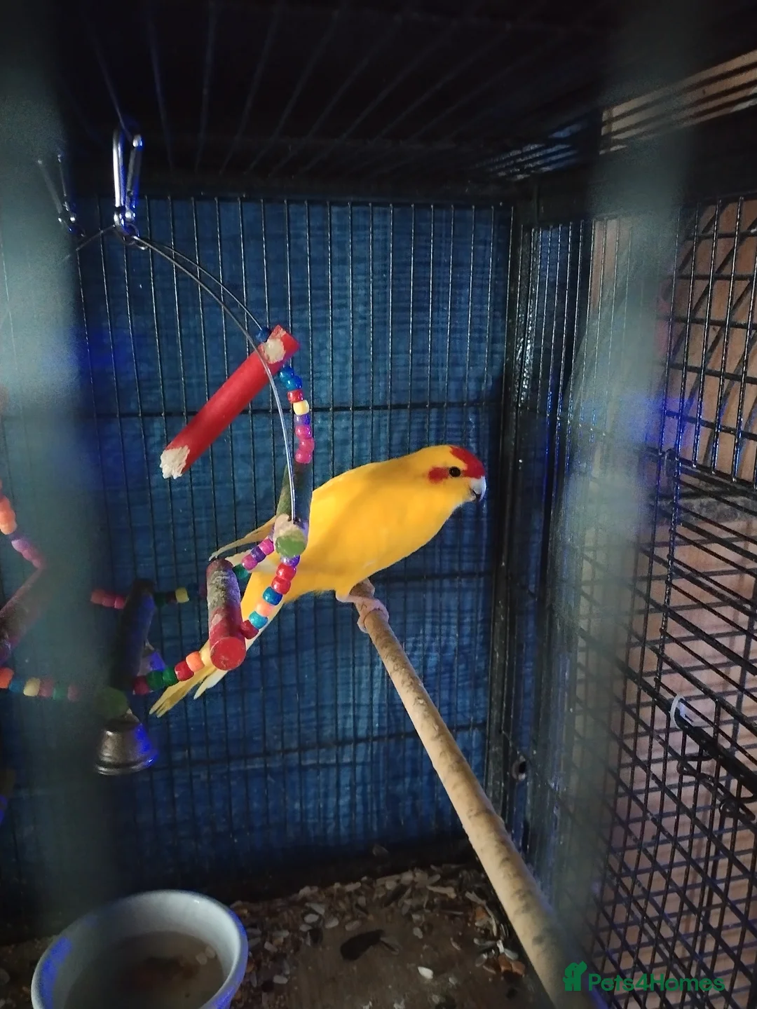 Parakeets birds for sale: For sale  - Advert 8