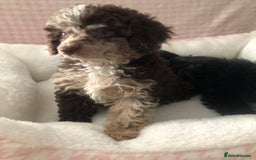 Miniature Poodle dogs for sale: ❤️🐶beautiful Merle miniature poodles girls🐶❤️ - Image 2