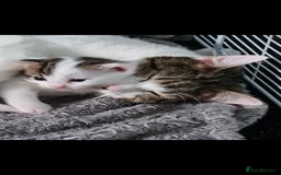 Mixed Breed cats for sale: Beautiful male kitten ready to leave now - Image 4