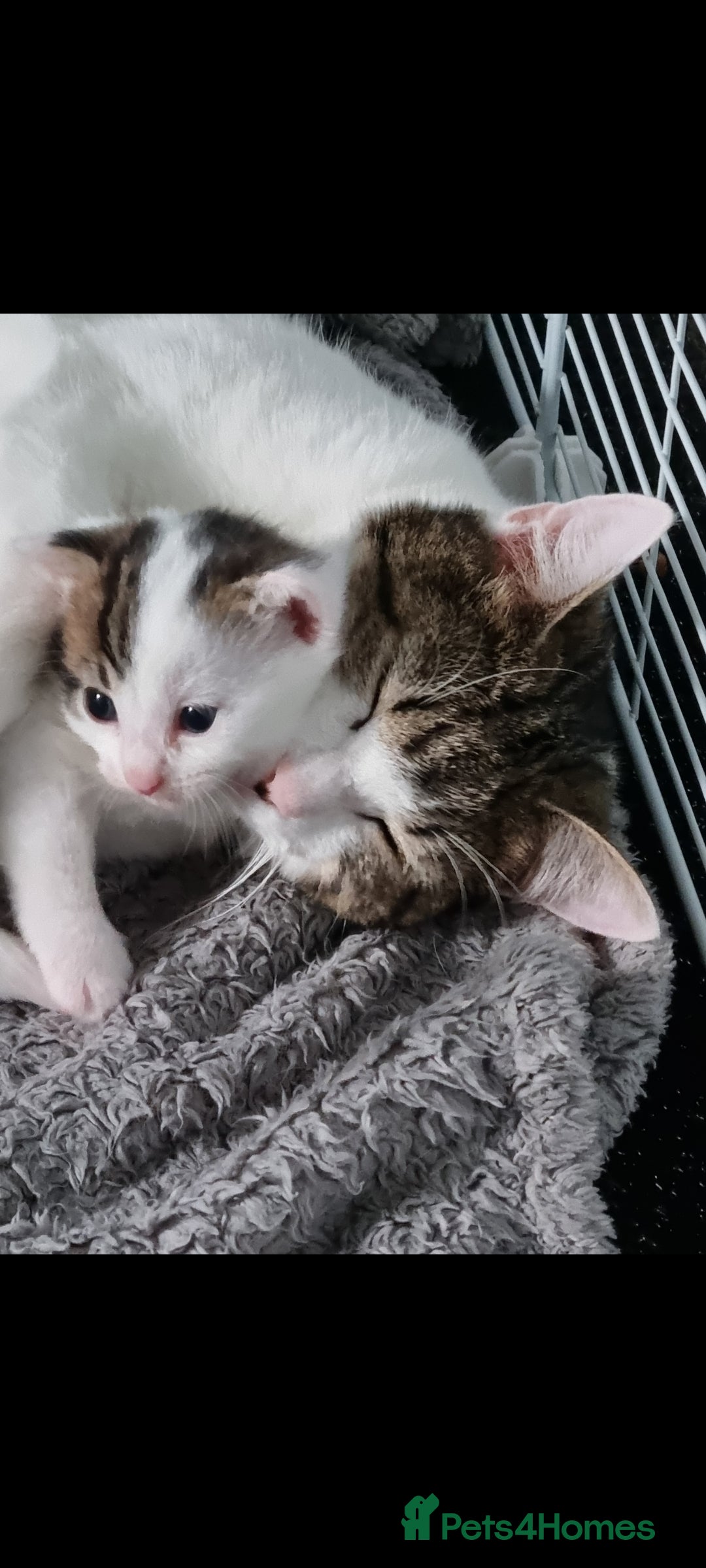 Mixed Breed cats for sale: Beautiful male kitten ready to leave now - Image 4