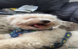 Bichon Frise dogs for sale: gorgeous bichon frise - Image 3