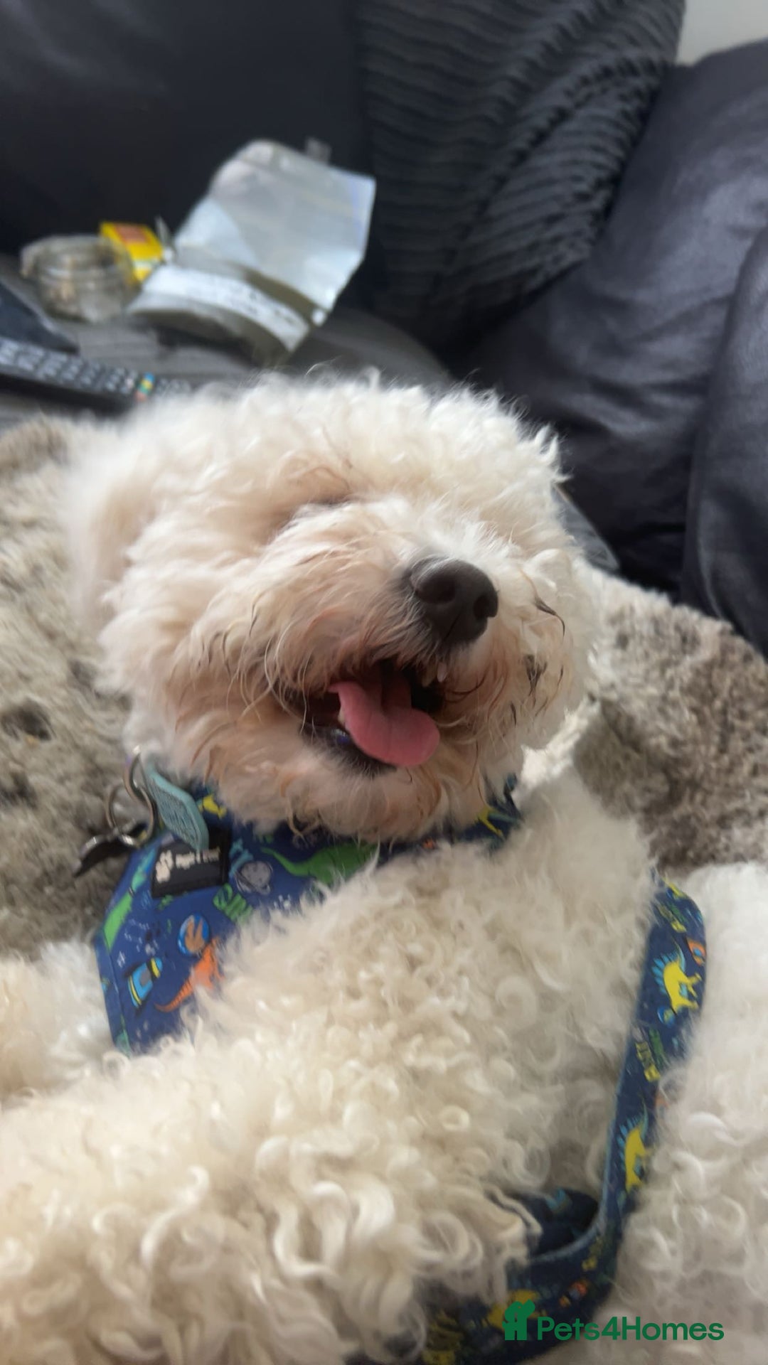Bichon Frise dogs for sale: gorgeous bichon frise - Image 3
