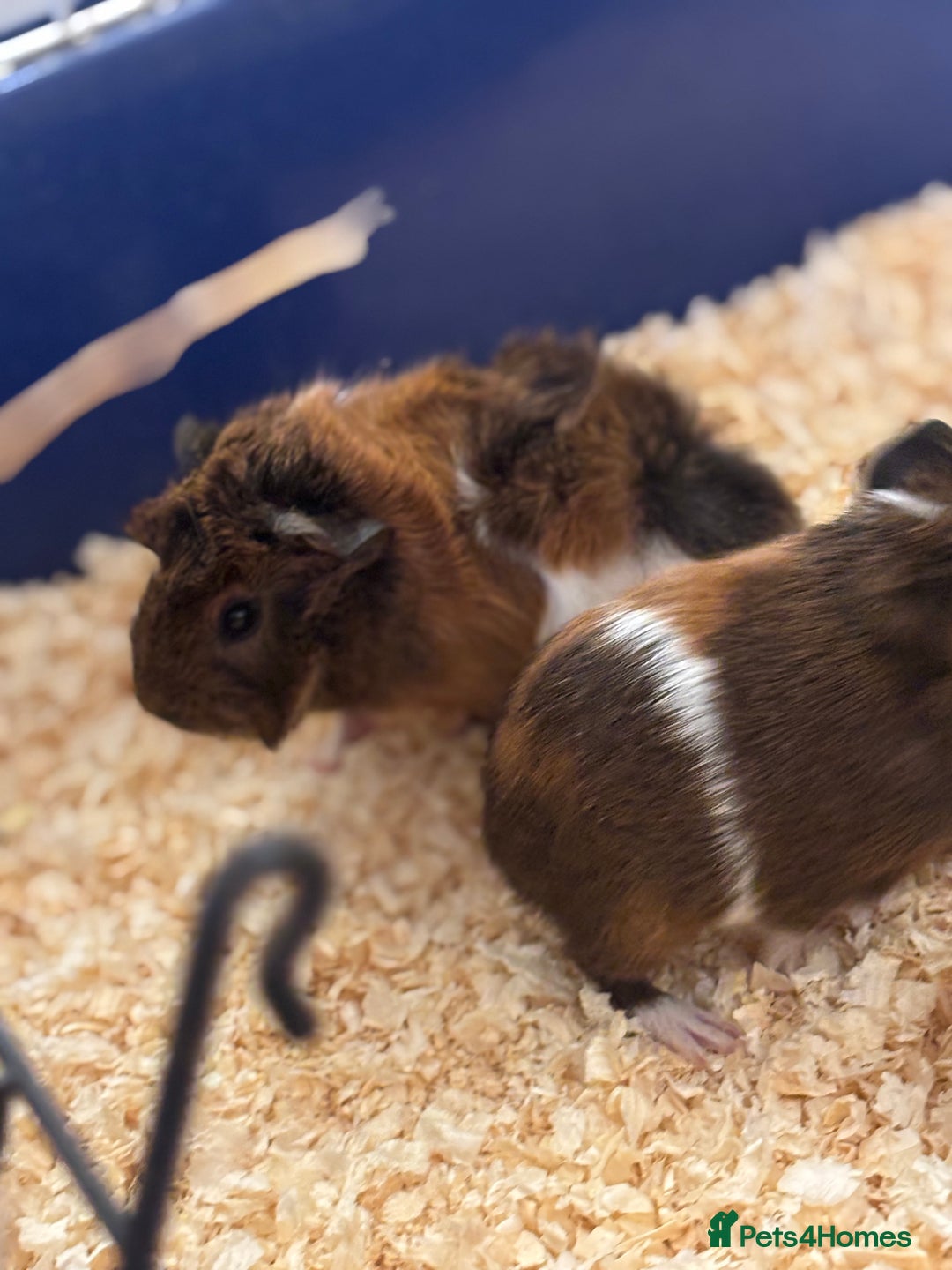Guinea Pig rodents for sale: Two bonded male guinea pigs  - Image 7