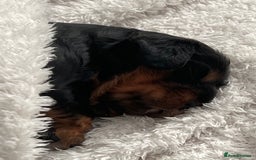 Cavalier King Charles Spaniel dogs for sale: Beautiful King Charles spanial - Image 4