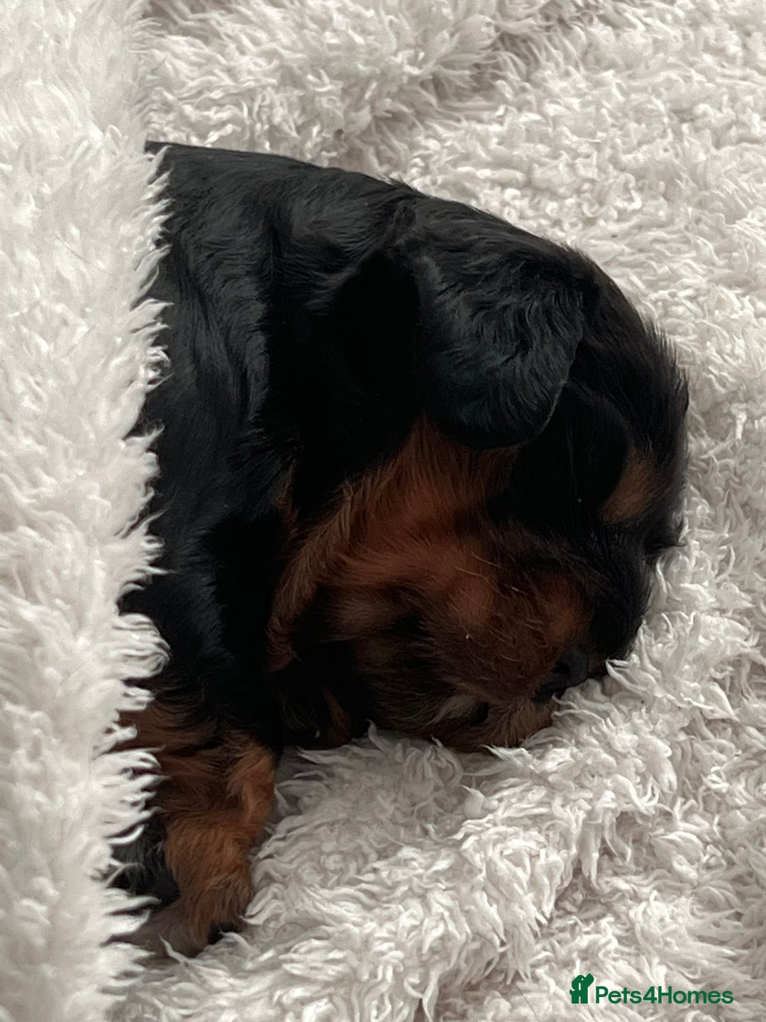Cavalier King Charles Spaniel dogs for sale: Beautiful King Charles spanial - Image 4
