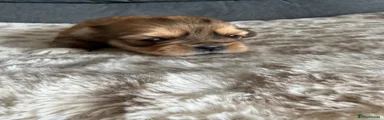 Lhasa Apso Puppy 2