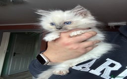 Ragdoll cats for sale: 5 gorgeous pedigree ragdolls - Image 5