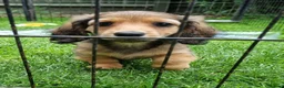 Miniature Dachshund dogs for sale: 🌟KC reg.Miniature LH Dachshund Puppies 🌟  - Advert 7