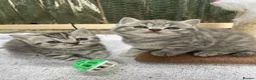 British Shorthair cats for sale: Pedigree British shorthair kittens for sale  - Advert 8
