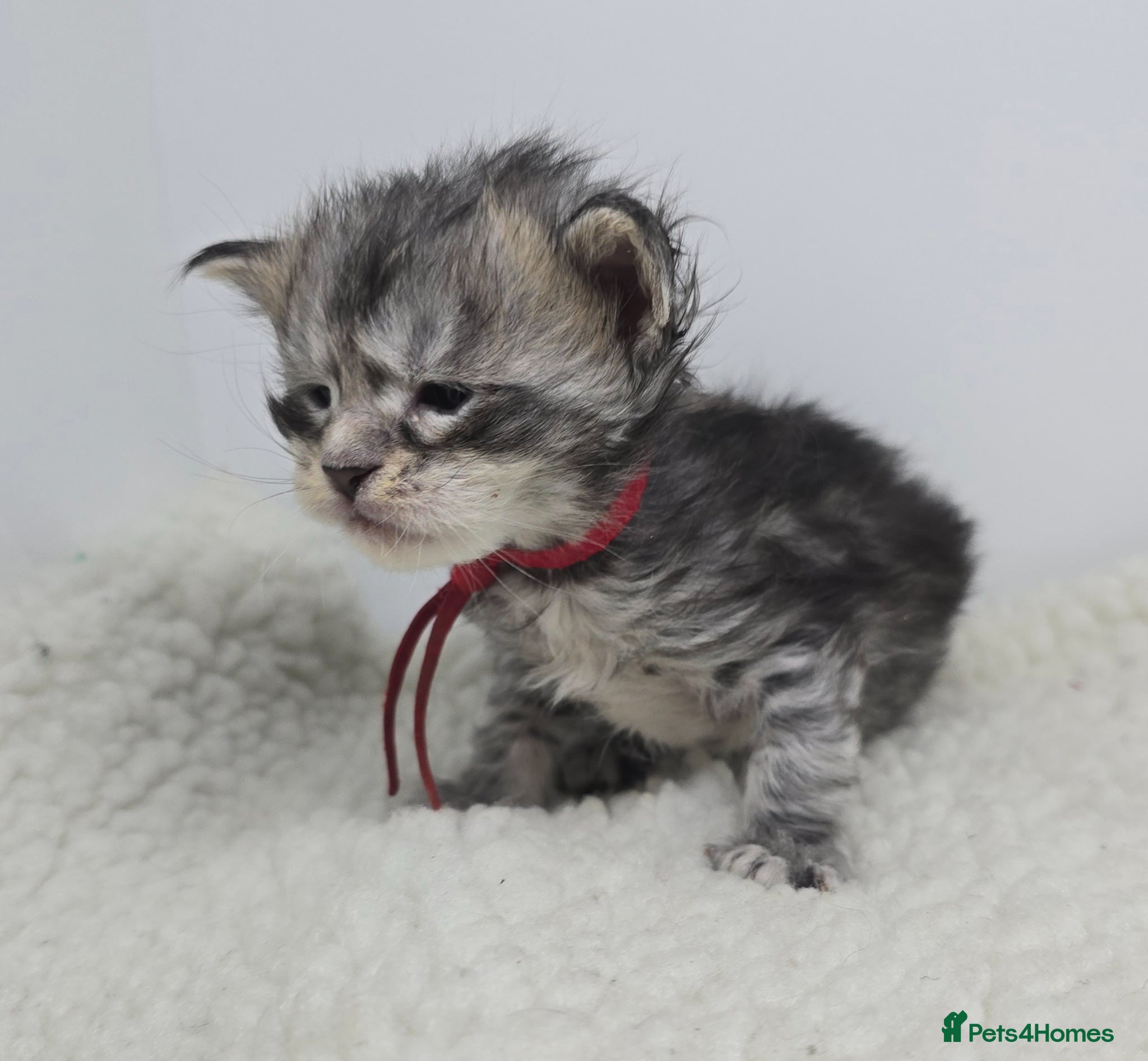 Maine Coon cats Stunning Chunky Registered Maine Coon Kittens - Advert 1