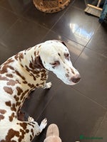 Dalmatian dogs - Advert 6