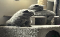 British Shorthair cats for sale: Beautiful blue British shorthair kitten  - Image 5