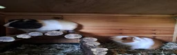 Guinea Pig rodents for sale: Gorgeous guinea pigs for new forever homes  - Advert 2